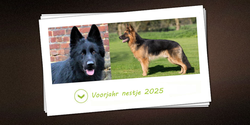 Voorjahr-nestje 2025 van de kennel vom schwarzen Traum